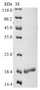 Recombinant Human Serine/arginine-rich splicing factor 3 (SRSF3) , partial - image 1