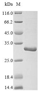 Recombinant Bovine Pulmonary surfactant-associated protein C (SFTPC) - image 1