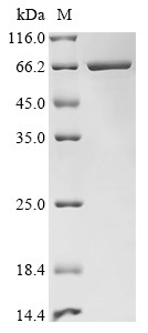 Recombinant Human SHC-transforming protein 1 (SHC1) , partial, Biotinylated - image 1