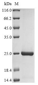 Recombinant Pig Sialoadhesin (SIGLEC1) , partial - image 1