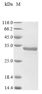 Recombinant Human SLAM family member 7 (SLAMF7) , partial - image 1