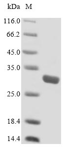 SDS-PAGE- Recombinant protein Mouse Slamf7