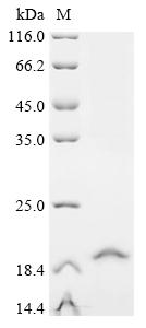 Recombinant Human Thiamine transporter 1 (SLC19A2) , partial - image 1