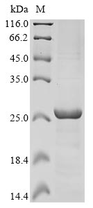 Recombinant Human Excitatory amino acid transporter 1 (SLC1A3) , partial - image 1