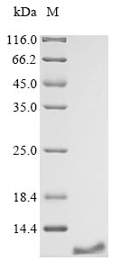 (Tris-Glycine gel) Discontinuous SDS-PAGE (reduced) with 5% enrichment gel and 15% separation gel. (Tris-Glycine gel) Discontinuous SDS-PAGE (reduced) with 5% enrichment gel and 15% separation gel.