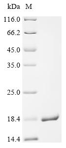 Recombinant Rat Sodium-dependent dopamine transporter (Slc6a3) , partial - image 1