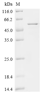 Recombinant Human Na (+) /H (+) exchange regulatory cofactor NHE-RF1 (NHERF1) - image 1