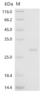 Recombinant Human Probable global transcription activator SNF2L2 (SMARCA2) , partial - image 1
