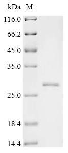 Recombinant Mouse Synaptosomal-associated protein 25 (Snap25) - image 1