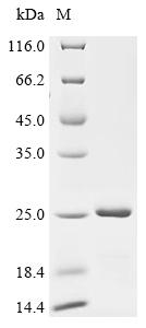 Recombinant Human Alpha-synuclein (SNCA) - image 1
