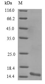 Recombinant Mouse Alpha-synuclein (Snca) - image 1
