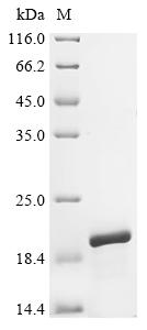Recombinant Human Small nuclear ribonucleoprotein Sm D3 (SNRPD3) - image 1