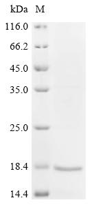 Recombinant Mouse Superoxide dismutase [Cu-Zn] (Sod1) - image 1