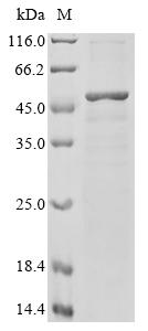 Recombinant Chicken Transcription factor SOX-1 (SOX1) - image 1