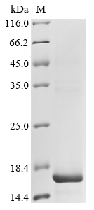 Recombinant Papio hamadryas Sperm acrosome membrane-associated protein 3 (SPACA3) , partial - image 1