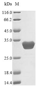 (Tris-Glycine gel) Discontinuous SDS-PAGE (reduced) with 5% enrichment gel and 15% separation gel. (Tris-Glycine gel) Discontinuous SDS-PAGE (reduced) with 5% enrichment gel and 15% separation gel.