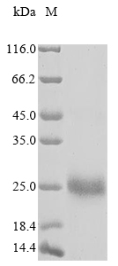 Recombinant Human Cornifin-A (SPRR1A) - image 1