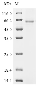 Recombinant Mouse Small proline-rich protein 2B (Sprr2b) - image 1