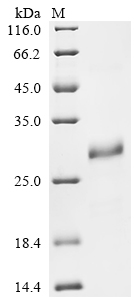 Recombinant Mouse Small proline-rich protein 2E (Sprr2e) - image 1