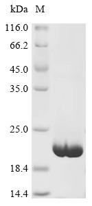 Recombinant Mouse Small proline-rich protein 4 (Sprr4) - image 1