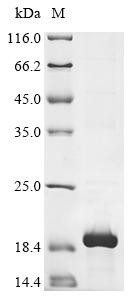 Recombinant Mouse Somatostatin (Sst) , partial - image 1