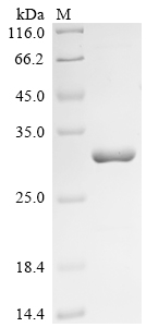Recombinant Human Protein SSX4 (SSX4) - image 1