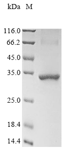 Recombinant Mouse Stanniocalcin-2 (Stc2) - image 1