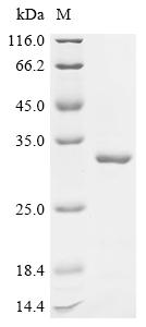 Recombinant Mouse Stathmin-2 (Stmn2) - image 1