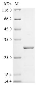 Recombinant Rat Stathmin-2 (Stmn2) - image 1