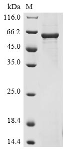 Recombinant Human SyntaXIn-binding protein 1 (STXBP1) - image 1
