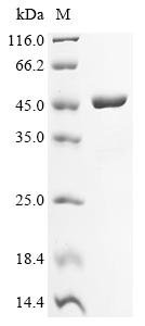 (Tris-Glycine gel) Discontinuous SDS-PAGE (reduced) with 5% enrichment gel and 15% separation gel.