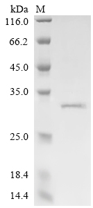 Recombinant Bovine Synaptic vesicle glycoprotein 2A (SV2A) , partial - image 1