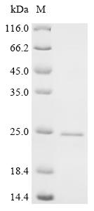Recombinant Mouse Synaptic vesicle glycoprotein 2A (Sv2a) , partial - image 1