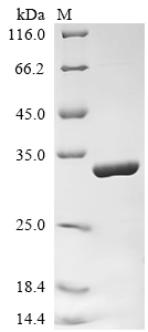 Recombinant Rat Synapsin-1 (Syn1) , partial - image 1