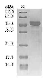 Recombinant Human Synaptogyrin-1 (SYNGR1) - image 1