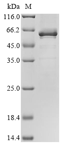 Recombinant Human Transcription factor 7 (TCF7) - image 1