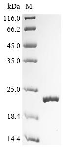 Recombinant Mouse T-cell leukemia/lymphoma protein 1A (Tcl1a) - image 1