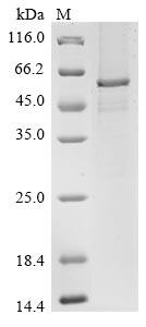 Recombinant Human Transcriptional enhancer factor TEF-1 (TEAD1) - image 1