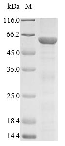 SDS-PAGE- Recombinant protein Mouse Tfap2a