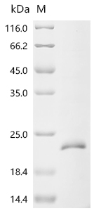 Recombinant Bovine Transforming growth factor beta-1 proprotein (TGFB1) , partial - image 1