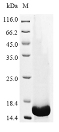 Recombinant Mouse Transforming growth factor beta-1 (Tgfb1) , partial - image 1