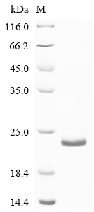 Recombinant Mouse Transforming growth factor beta-1 (Tgfb1) , partial - image 1
