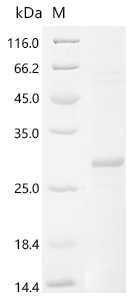 Recombinant Human Thrombopoietin (THPO) , partial - image 1