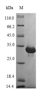(Tris-Glycine gel) Discontinuous SDS-PAGE (reduced) with 5% enrichment gel and 15% separation gel. (Tris-Glycine gel) Discontinuous SDS-PAGE (reduced) with 5% enrichment gel and 15% separation gel.