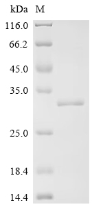 Recombinant Human Toll-like receptor 5 (TLR5) , partial - image 1
