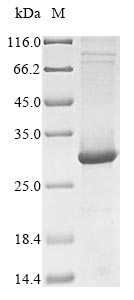 SDS-PAGE- Recombinant protein Human TLR7