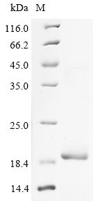 Recombinant Human Troponin C, slow skeletal and cardiac muscles (TNNC1) - image 1