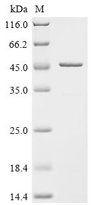 Recombinant Mouse Troponin T, cardiac muscle (Tnnt2) - image 1