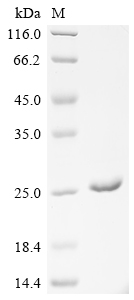 Recombinant Human Translationally-controlled tumor protein (TPT1) - image 1