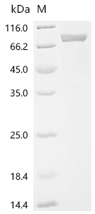 Recombinant Human TNF receptor-associated factor 3 (TRAF3) - image 1